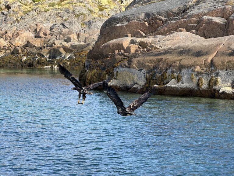 Roadtrip Norwegen 2026: Bootstour zum Trollfjord und Besteigung des Tjelbergtinden